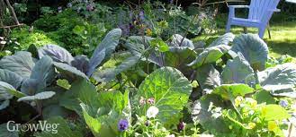 Vegetable Garden Design Choosing The