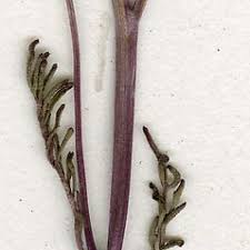 Cardamine parviflora (small-flowered bitter-cress): Go Botany