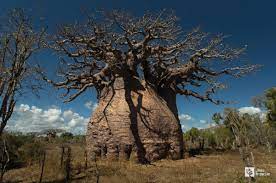 FloraNews.com - Grootste baobab van Madagaskar
