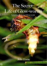 the secret life of glow worms