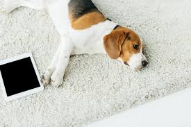 dog ate your carpet what to do now