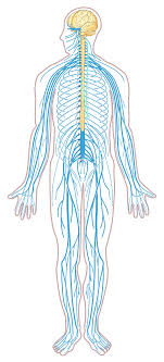 The brain is the destination for information gathered by the rest of the nervous system. File Nervous System Diagram Unlabeled Svg Nervous System Diagram Nervous System Central Nervous System
