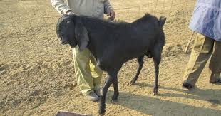 Beetal Goat Farming Beetal Goats Breed Characteristics