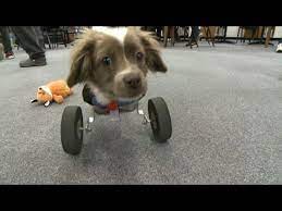 students make doggy wheelchair you