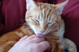 5 reasons why cats lick their owners