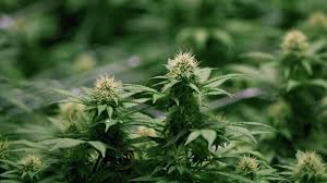 Image result for marijuana weed