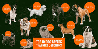 We've compiled the cutest and best names for male and female frenchies! Top 10 Dog Breeds That Frequently Need C Sections