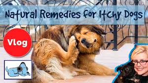 how to cure dogs itchy skin 8 natural