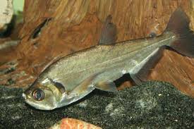 Payara Hydrolycus Scomberoides Vampire Tetra Characin Fish