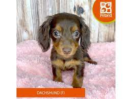 dachshund puppy brown id 8801 located