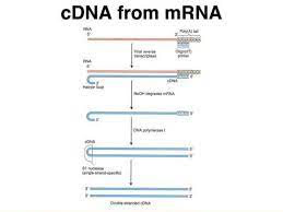 Unsatisfactory cdna yields can arise from low rna concentration. Cdna Synthesis From Rna Extraction From Tissue And Cell Histogenotech