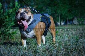 Best English Bulldog Coat Support Dog