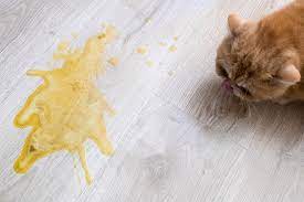 dried cat vomit on carpet