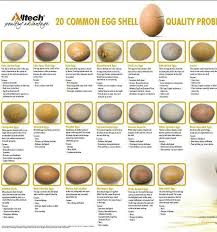 Egg Shell Issues Eggs Chicken Eggs Egg Shells