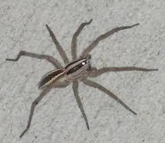 Rabid Wolf Spider What S That Bug