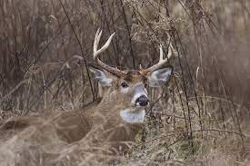 Big Bucks Bed That Deer Hunters Should Hunt