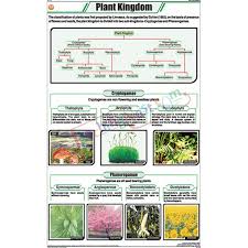 Plant Kingdom Chart 58x90cm