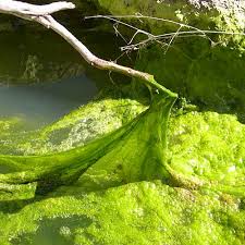 best pond algaecide and algae