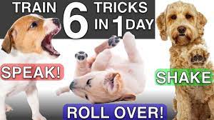 how to train your puppy 6 tricks in 1