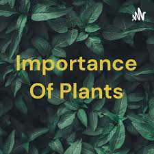 Importance Of Plants