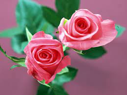 3D Rose Flowers Wallpapers Free Download