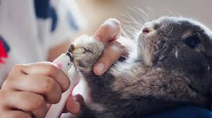 how to trim a rabbit s nails petmd