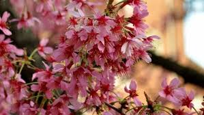 Curiosi di scoprire le varietà della sezione alberi che regalano una bellissima fioritura rosa? Lo Spettacolo Dell Hanami A Milano Ecco Dove Vedere Gli Alberi In Fiore
