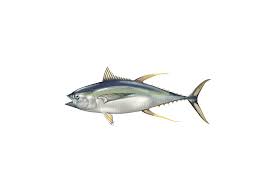 yellowfin tuna amacore