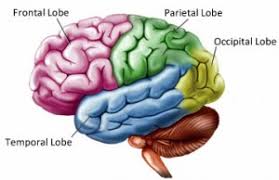 Brain Structure And Function Brain Injury British Columbia