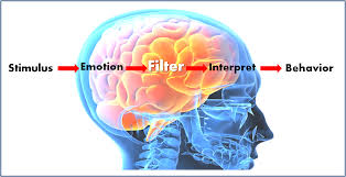 Image result for brain intelligence