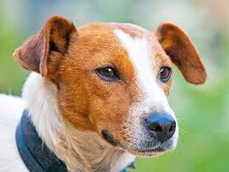 Image result for Jack Russell Jigsaw Puzzle