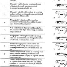 Body Condition Scoring Index For African Lion Panthera Leo