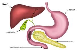 important organ used to produce bile