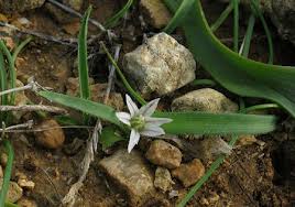 Allium chamaemoly (Dwarf Garlic) : MaltaWildPlants.com - the ...
