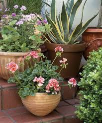 16 container gardening ideas potted