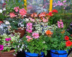 outdoor potted plants in winter when