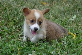 He has been handled every day. Pembroke Welsh Corgi Puppy For Sale In Port Charlotte Fl Usa Adn 86571 On Puppyfinder Com Ge Welsh Corgi Puppies Corgi Puppies For Sale Pembroke Welsh Corgi