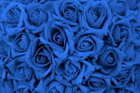what does a blue rose mean