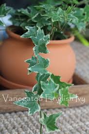 English Ivy Plant Care Grow Hedera