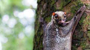 Maybe you would like to learn more about one of these? Langkawi The Curious Island Of The Strange Colugos Bbc Travel