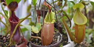 This type of pitcher plant contains more than 170 species. The Nepenthes Guide Highland Lowland Tropical Pitcher Plants