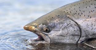steelhead vs salmon what s the