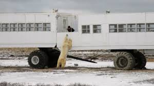 17 Scenes From the Polar Bear Capital of the World | Mental Floss