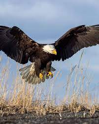 the hidden threat to bald eagles lead