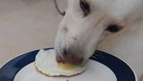 Can dogs eat egg white or yolk?