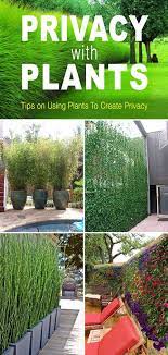Privacy Landscaping Plants