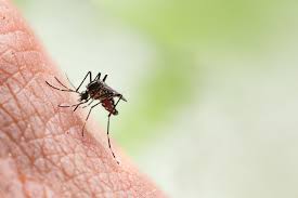7 mosquito bite home remes how to