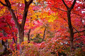 types of maple trees lovetoknow