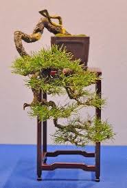 Afbeeldingsresultaat voor cascade bonsai