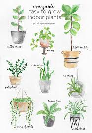 A Guide To Caring For Easy To Grow Indoor Plants